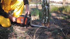 How Our Tree Care Process Works  in  Mulberry, OH