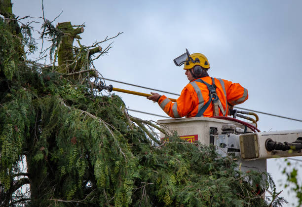 Best Commercial Tree Services  in Mulberry, OH