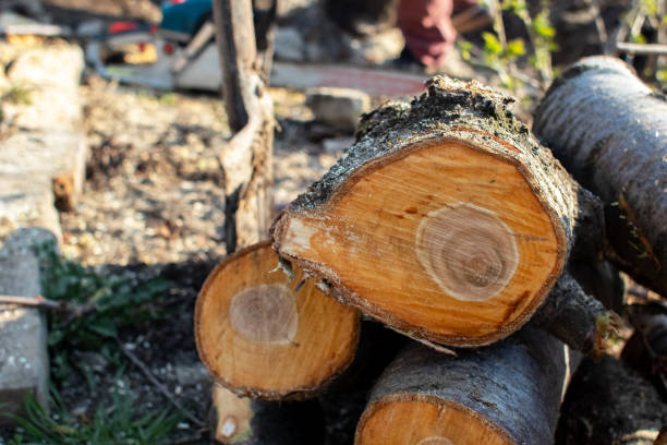 Best Fruit Tree Pruning  in Mulberry, OH