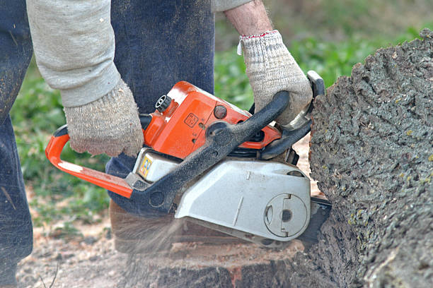 Best Hazardous Tree Removal  in Mulberry, OH